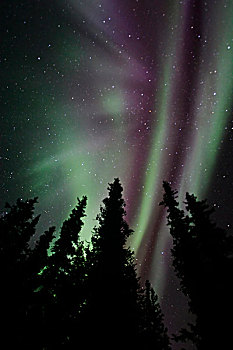 美国,阿拉斯加,北极光,跳舞,夜空,上方,德纳里国家公园,色调,绿色,绛红