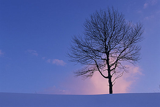 树,雪原