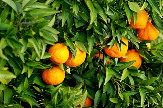 柑橘,树上
