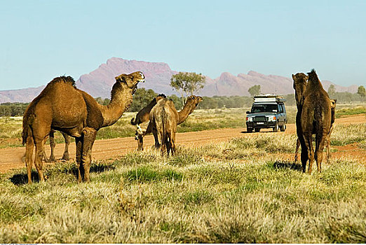 野生,骆驼,靠近,北领地州,澳大利亚