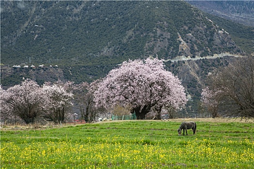 野桃花观赏圣地索松村