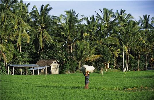 印度尼西亚,巴厘岛,靠近,男人,手提包,稻田,棕榈树,背景