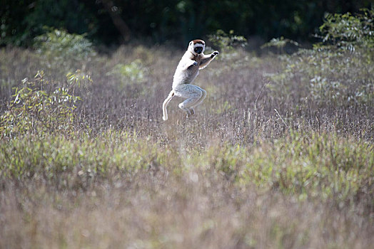 跳舞,维氏冕狐猴,自然保护区,区域,马达加斯加,非洲