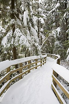 木板路,冬天,湿地,太平洋,地方公园,温哥华,不列颠哥伦比亚省,加拿大