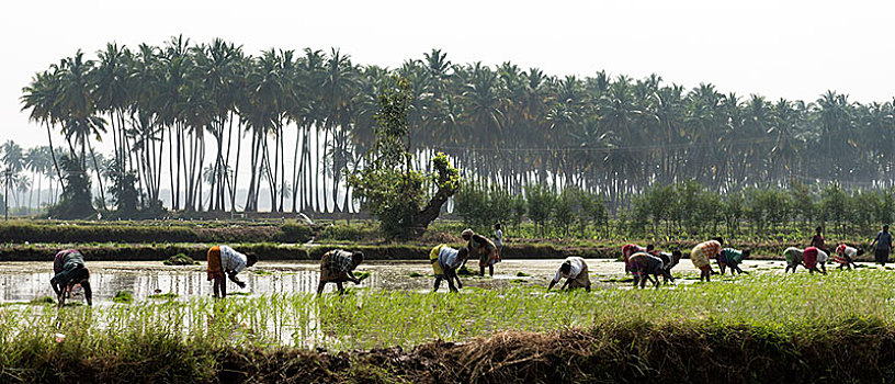 稻米,培育,工人,稻田,靠近,马杜赖,泰米尔纳德邦,印度,亚洲