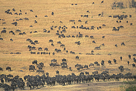 肯尼亚,马塞马拉野生动物保护区,牧群,角马,热带草原,塞伦盖蒂,迁徙