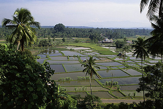 印度尼西亚,苏门答腊岛,靠近,巴东,鱼,农场