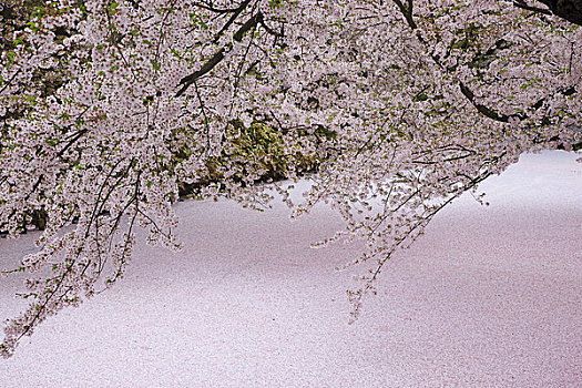 护城河,遮盖,花瓣