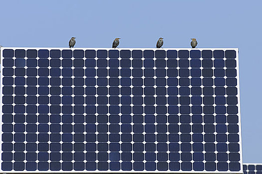鸟,坐,太阳能电池板,巴伐利亚,德国