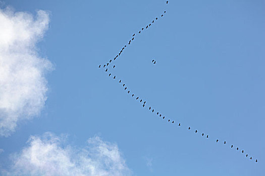沙丘鹤,成群,迁徙,南,德纳里峰国家公园,阿拉斯加
