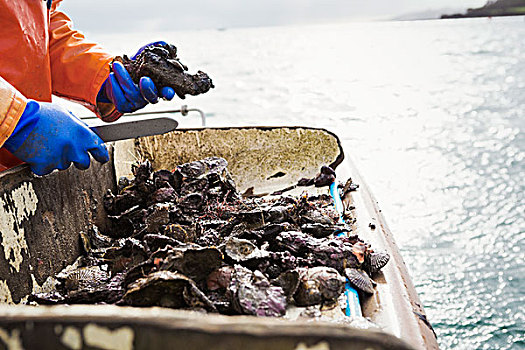 渔民,工作,甲板,整理,牡蛎,贝类,传统,捕鱼,河