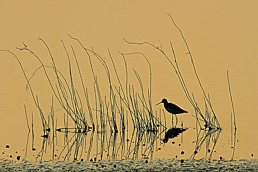 鄱阳湖鹬鸟