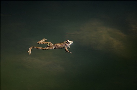青蛙,河