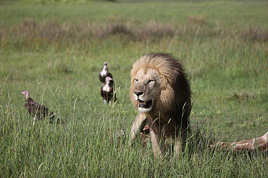 野生,狮子,哺乳动物,吃,长颈鹿,非洲,大草原,肯尼亚