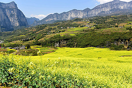 大峡谷油菜花风景