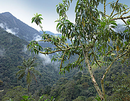 雾林,风景,厄瓜多尔