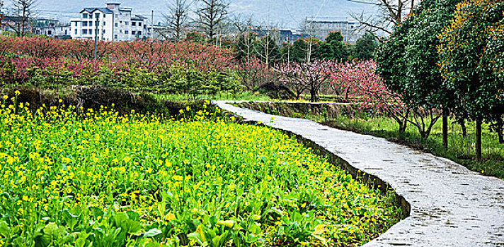 田园小路