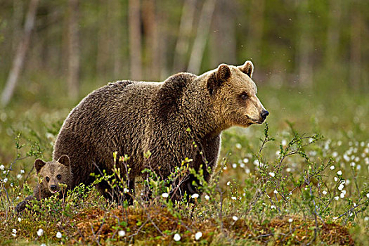 棕熊,熊,成年,女性,幼兽,针叶林带,树林,芬兰,欧洲