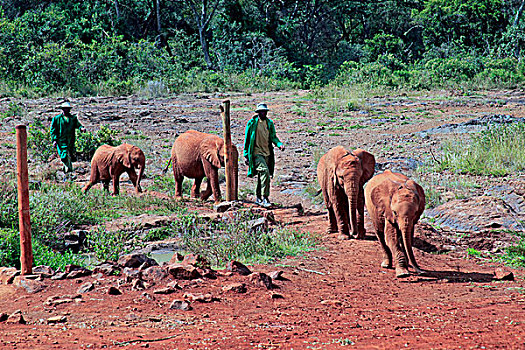 非洲,肯尼亚,内罗毕,孤儿动物,小象,野生动物,信任