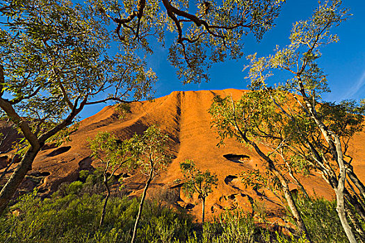 橡胶树,桉树,艾尔斯岩,乌卢鲁卡塔曲塔国家公园,北领地州,澳大利亚