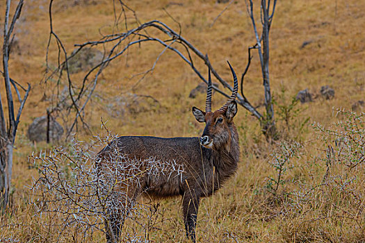 非洲肯尼亚纳库鲁国家公园水羚