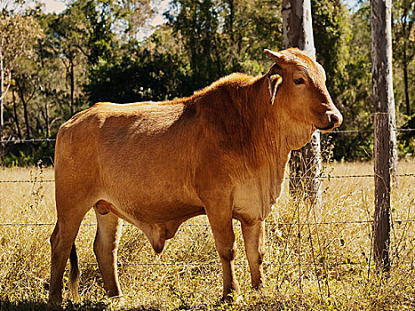 澳大利亚,菜牛,年轻,公牛
