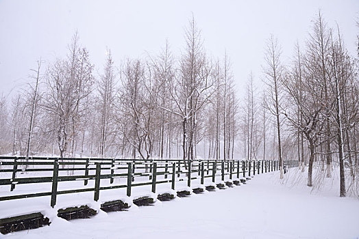 雪景