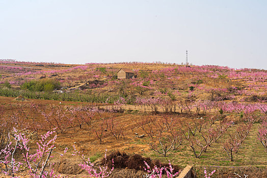 山东蒙阴桃花