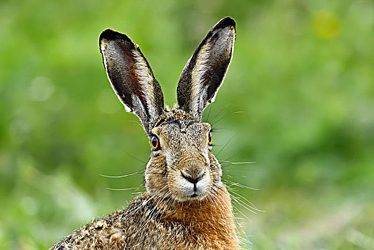 欧洲野兔,头像,国家公园,湖,布尔根兰,奥地利,欧洲