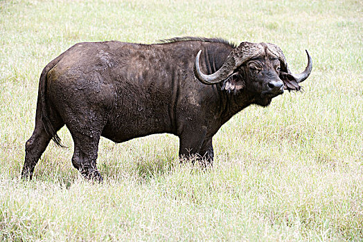 大,雄性动物,南非水牛,非洲水牛,站立,草丛,恩戈罗恩戈罗火山口,坦桑尼亚