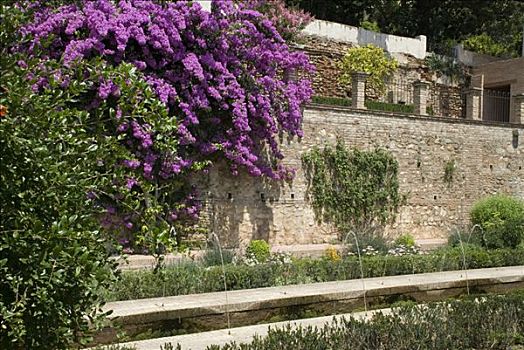 花,植物,花园,阿尔罕布拉,格拉纳达,安达卢西亚,西班牙