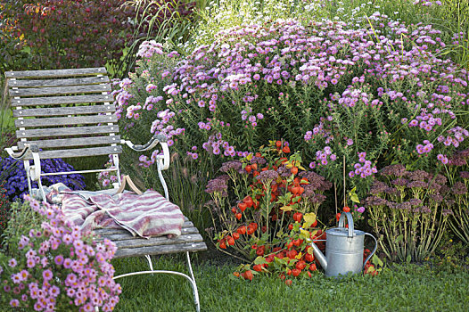 躺椅,紫苑属,粉色