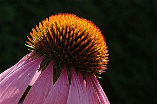 花,紫色金花菊,松果菊