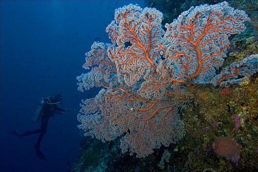 印度尼西亚,班达海,柳珊瑚虫,海扇,珊瑚礁景,潜水