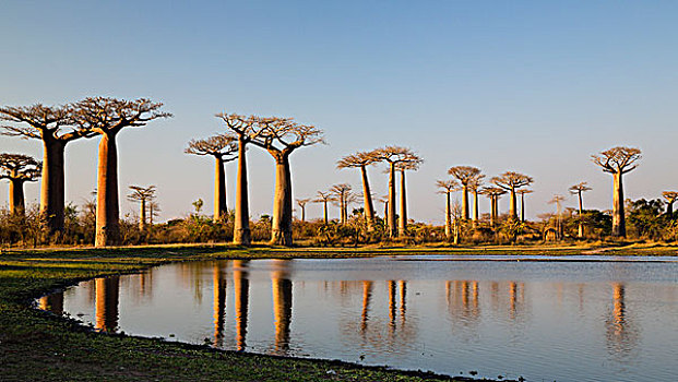 猴面包树,树,靠近,穆龙达瓦,马达加斯加