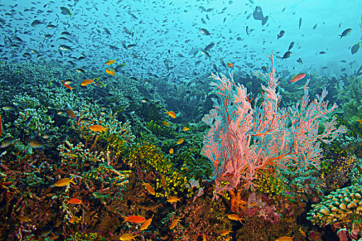 鱼群,海洋,巴厘岛,印度尼西亚