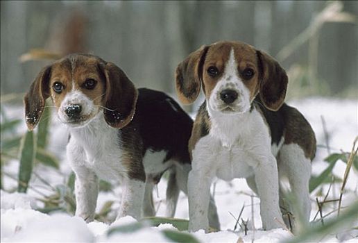 小猎犬,狗,两个,小狗,站立,雪中,日本