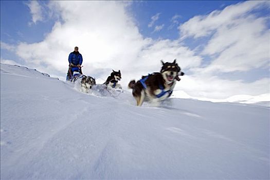 挪威,特罗姆瑟,大雪,顶端,狗,蒸汽,速度,上方,初雪