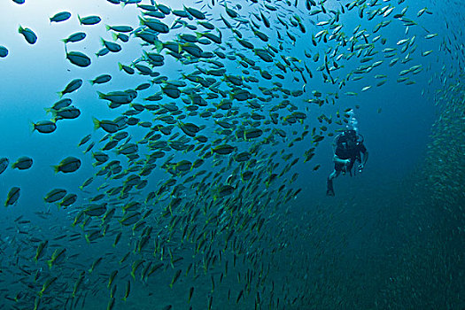 水下视角,鱼群,潜水者,斯米兰,国家级保护区,安达曼海,泰国