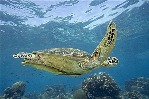 马来西亚,西巴丹岛,特写,绿海龟,龟类,两个,鮣鱼