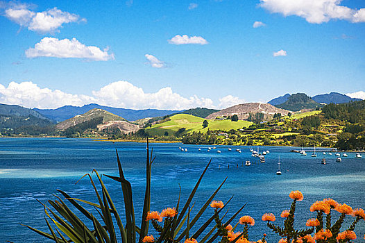 新西兰,北岛,科罗曼德尔,港口,橙花,轮峰菊,山龙眼,植物,前景