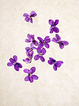 可爱,紫罗兰,香堇菜,花