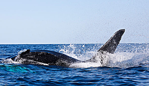 驼背鲸,大翅鲸属,鲸鱼,鲸跃,海洋,特克斯和凯科斯群岛