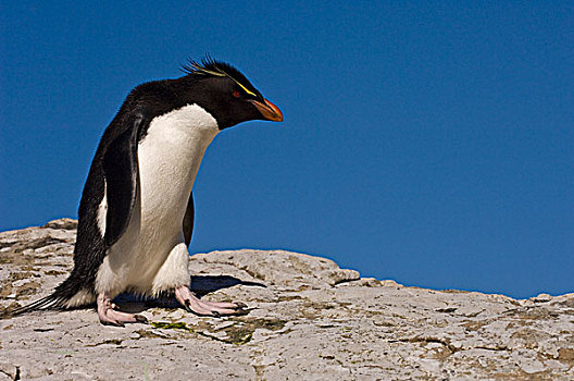 凤冠企鹅,南跳岩企鹅,鹅卵石,岛屿,福克兰群岛