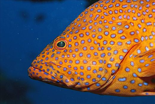 星斑鱼,青星九刺鮨,输入,石斑鱼,彩色,大堡礁,澳大利亚