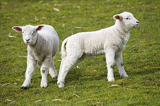 两个,羊羔,站立,草场,石荷州,德国