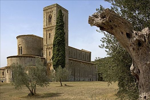 橄榄树,正面,教堂,托斯卡纳,意大利