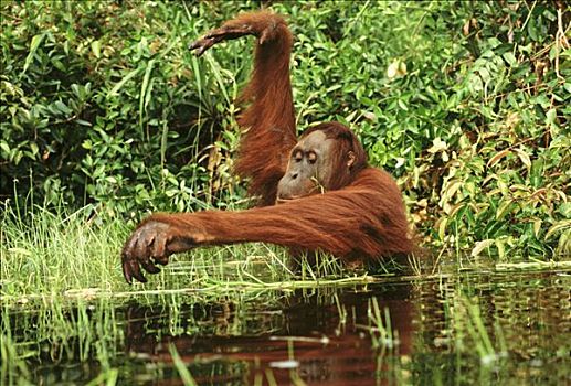 猩猩,黑猩猩,雌性,涉水,水,婆罗洲