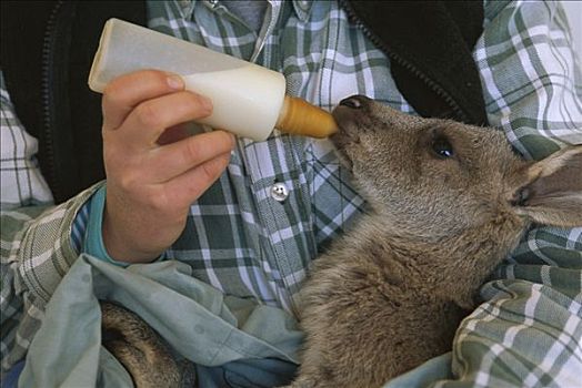 红袋鼠,孤儿,幼兽,生物学家,靠近,布罗肯山,澳大利亚