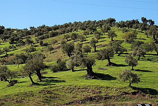 橄榄林,安达卢西亚,西班牙